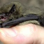 Understanding British Bats: An Introduction (SELL)