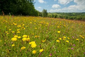 Wildlife rich hay meadow