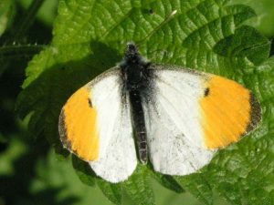 CAMERA DIGIDOL OLYMPUS