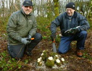 hazel coppicing