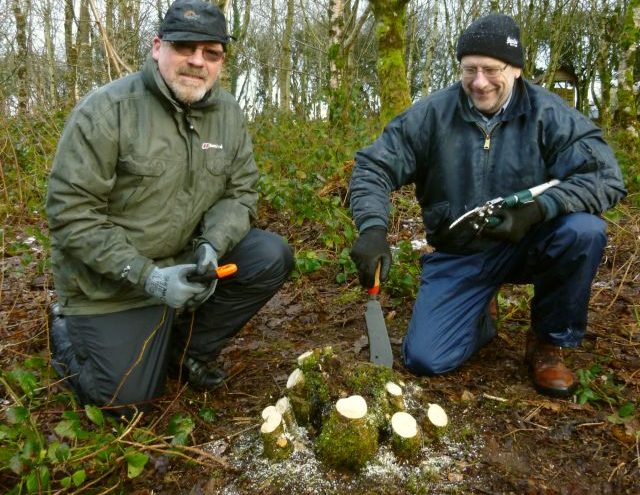 hazel coppicing