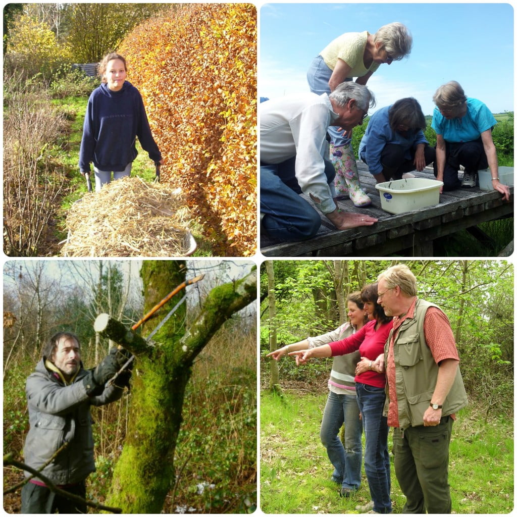 conservation volunteering in wales