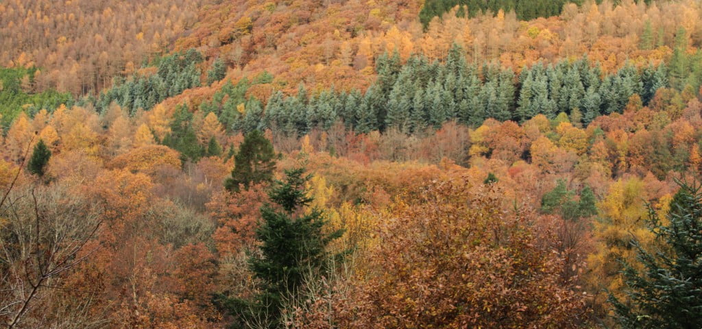 It’s been an amazing autumn – can you believe this was taken near Tregaron on 17 November?