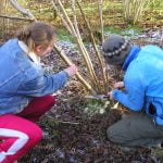 Coppicing for Woodland Management
