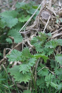 Stinging nettle shoots