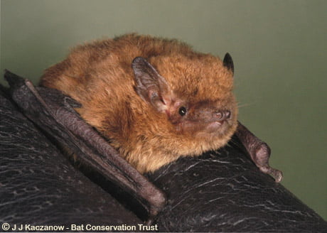 Understanding British Bats (SELL) ~ FULLY BOOKED