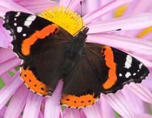 identifying butterflies