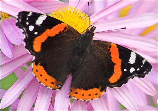 Identifying Butterflies, Day-flying Moths, Dragonflies and Damselflies