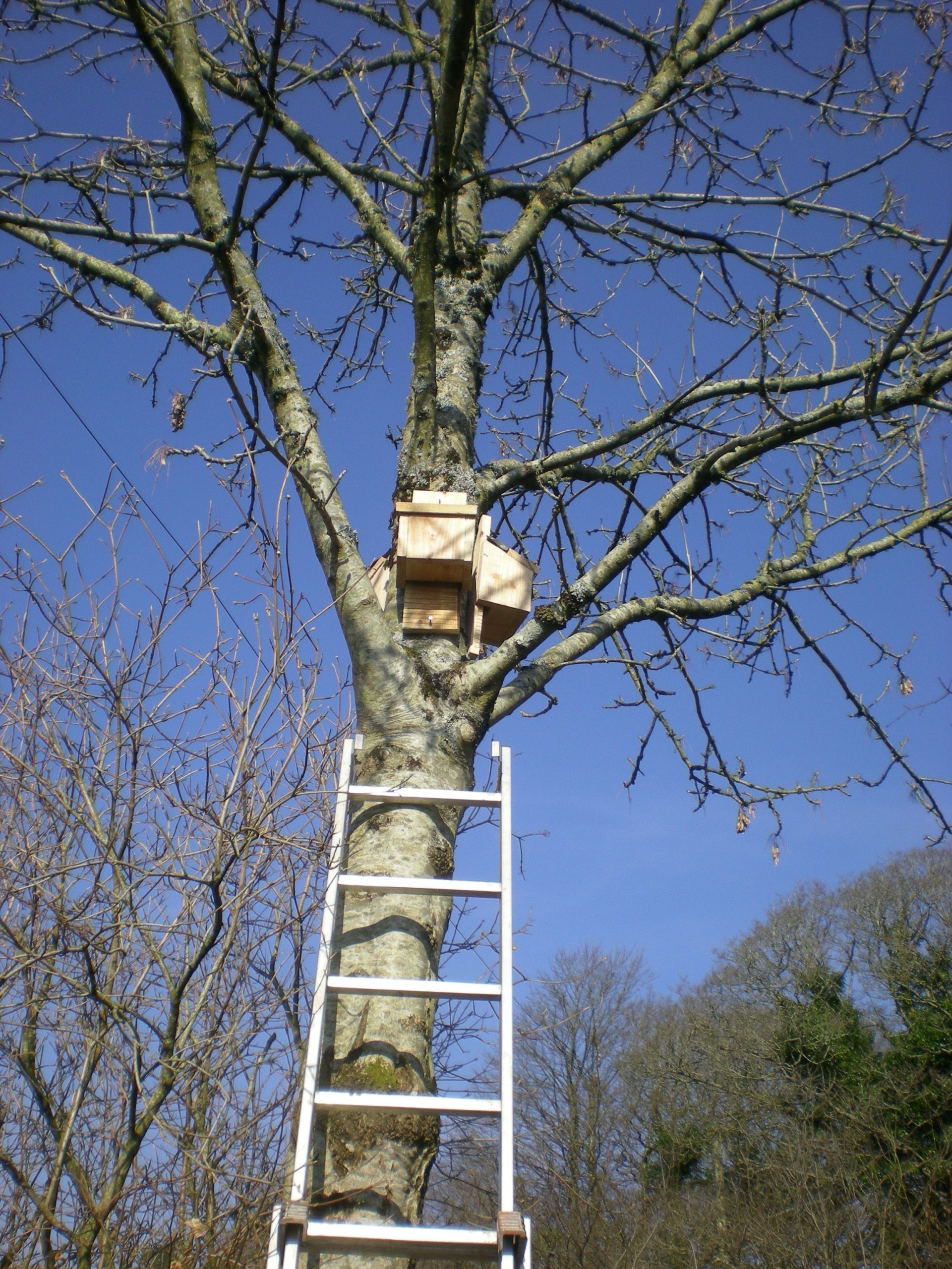 Bird Boxes and Bulbs