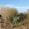 Willow Cultivation & Management ~ FULLY BOOKED