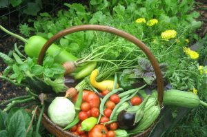 Basket-of-Vegetables