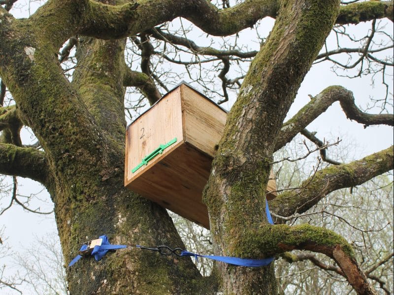 blwch abwyd gwenyn du