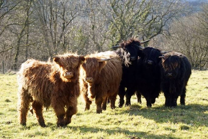 conservation grazing - highland cattle