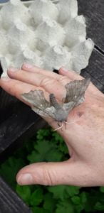 Poplar hawk-moth