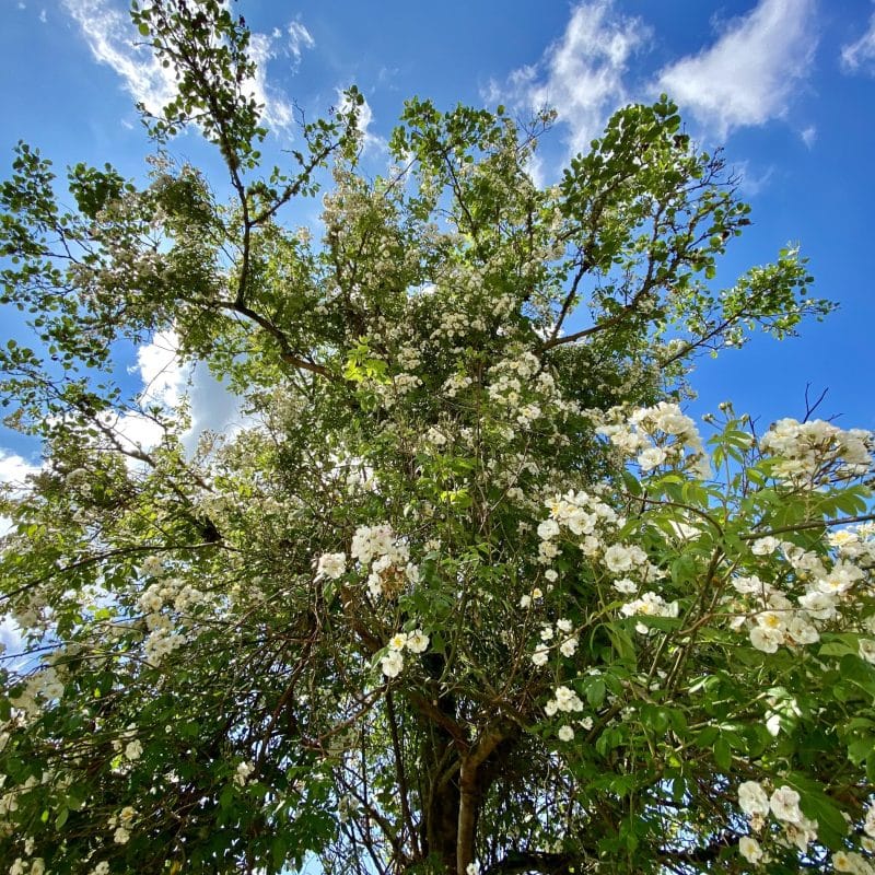 Summer Tree Identification