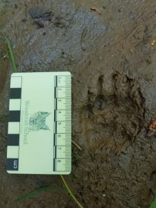 wildlife workshops