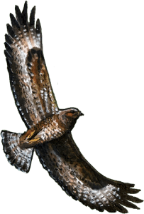 buzzard illustration
