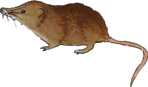 shrew illustration
