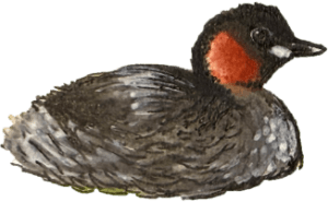 Little grebe illustration