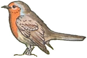 robin illustration