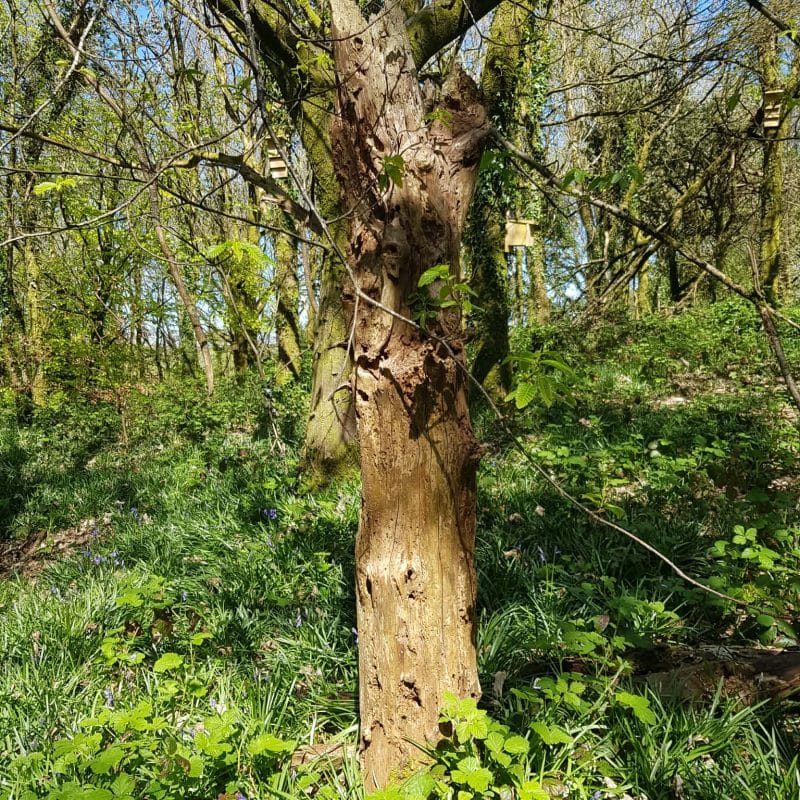 Conservation Guide 6 - Restoring & Managing Woodlands for Biodiversity
